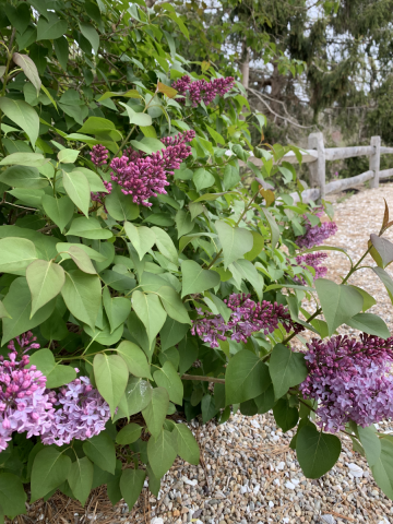 Spring Lilacs