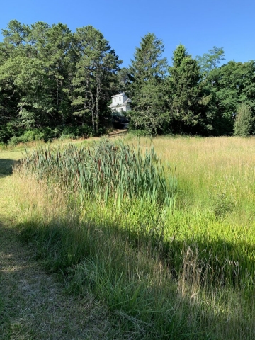 Cattails edge the bog